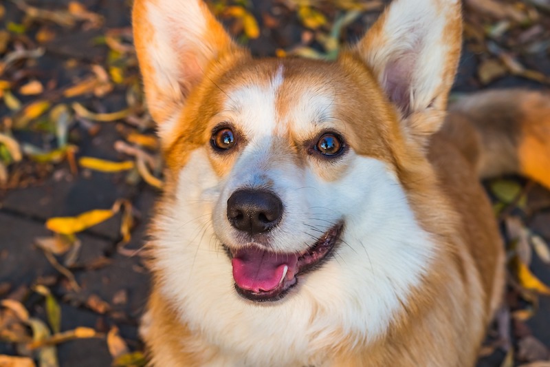 Welsh corgi looking up